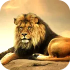 Lion Wallpaper 2024 icon